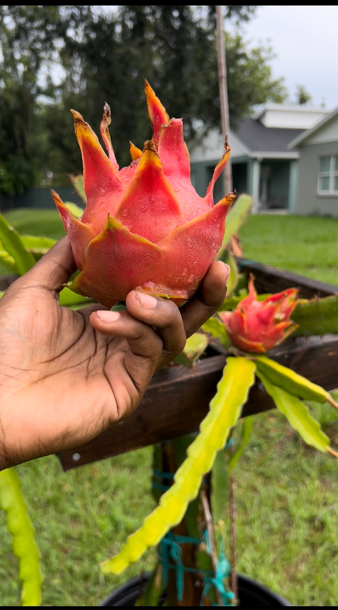 Sour Patch Kids Dragon Fruit Cutting/Plant