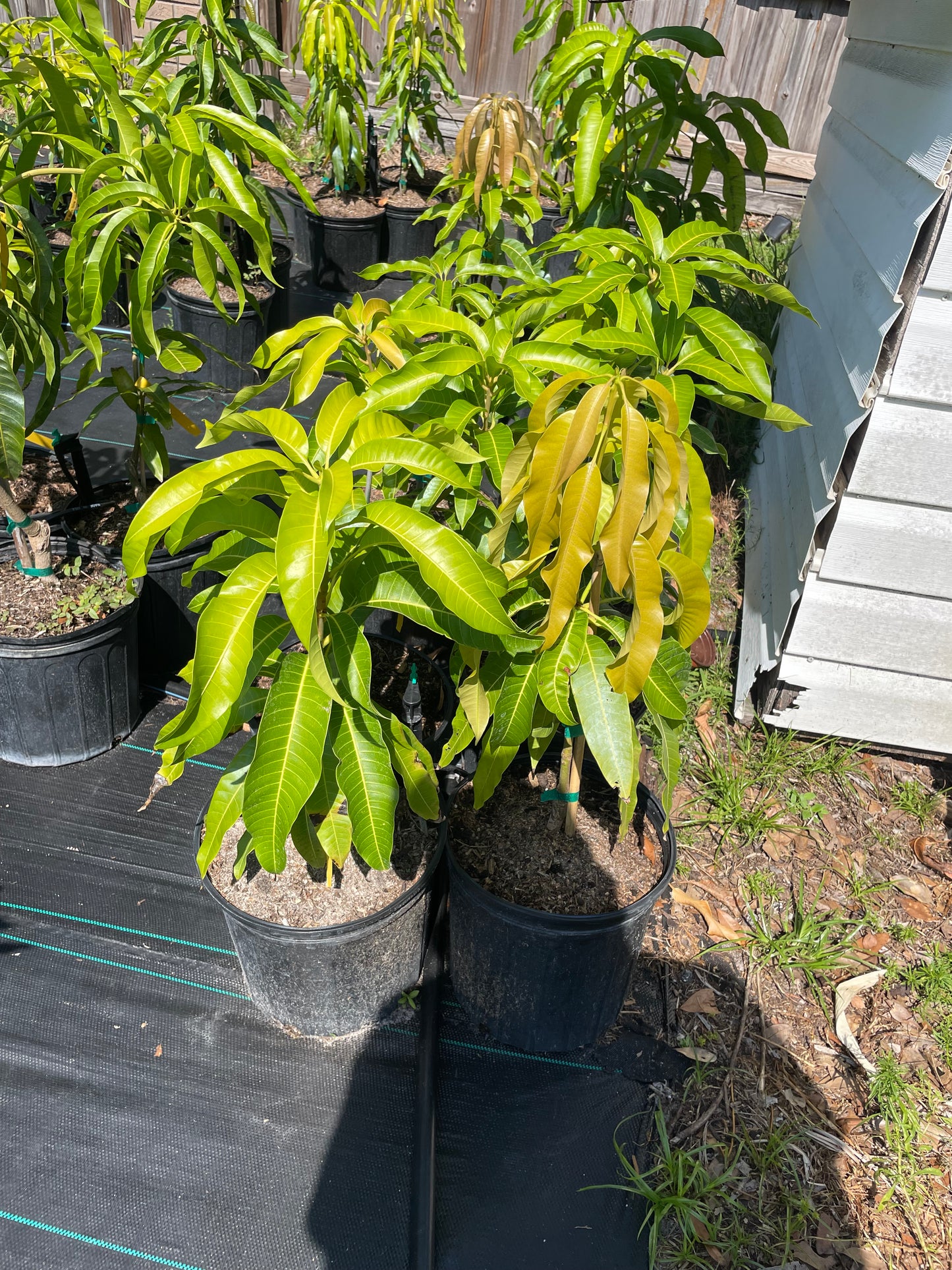 Dwarf Hawaiin Mango
