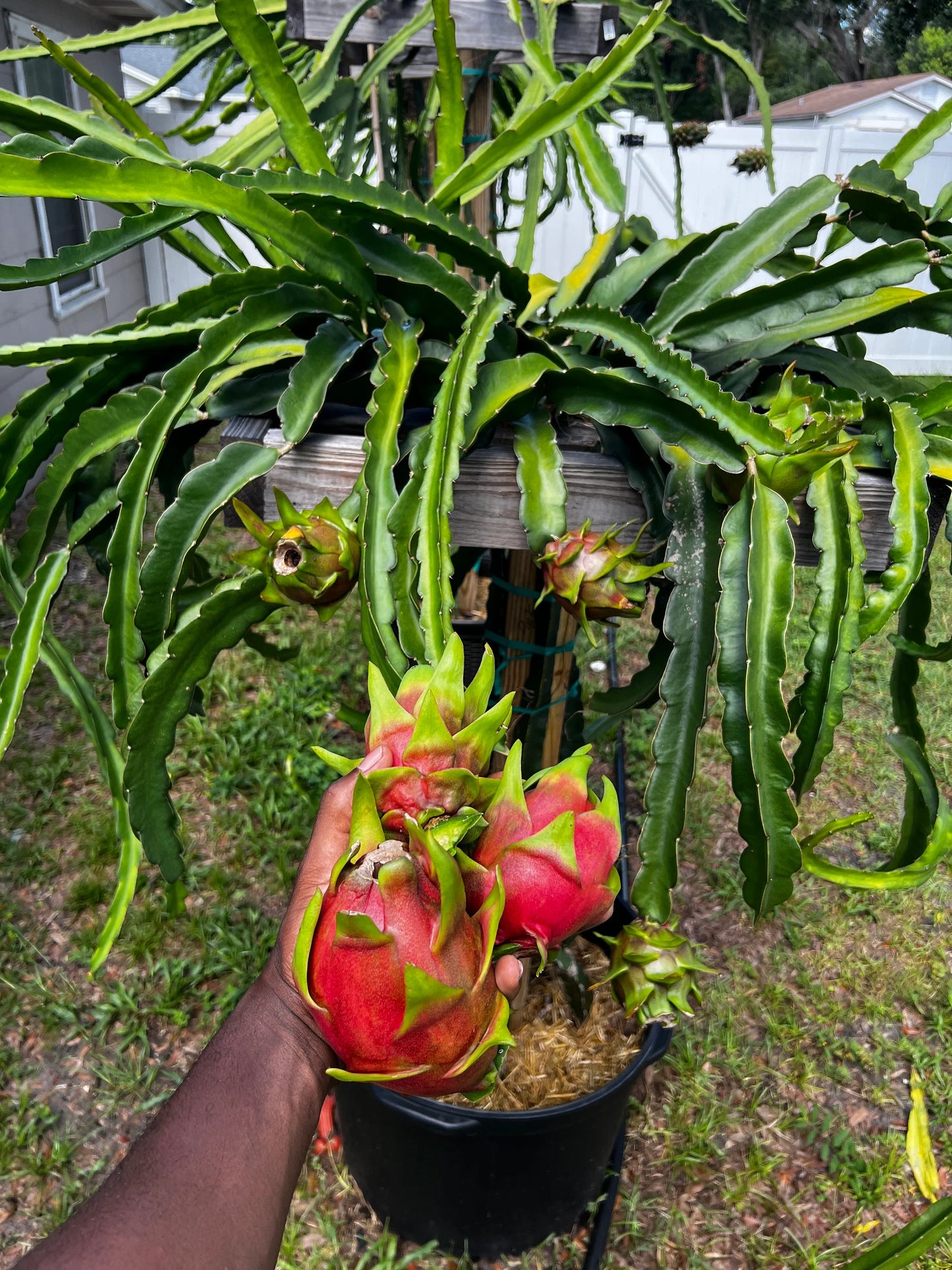 Physical Graffiti Dragon Fruit Cutting/Plant
