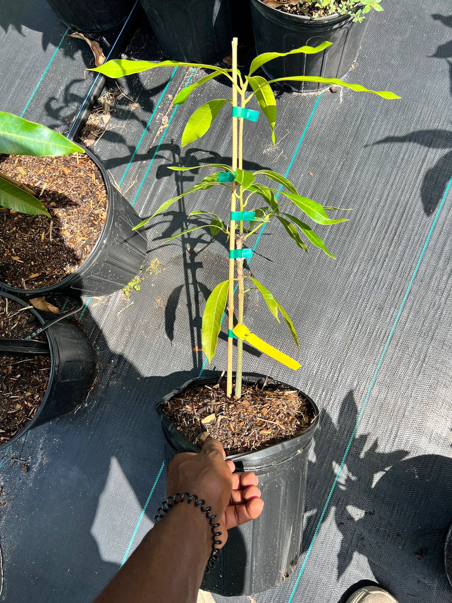 Dwarf Hawaiin Mango