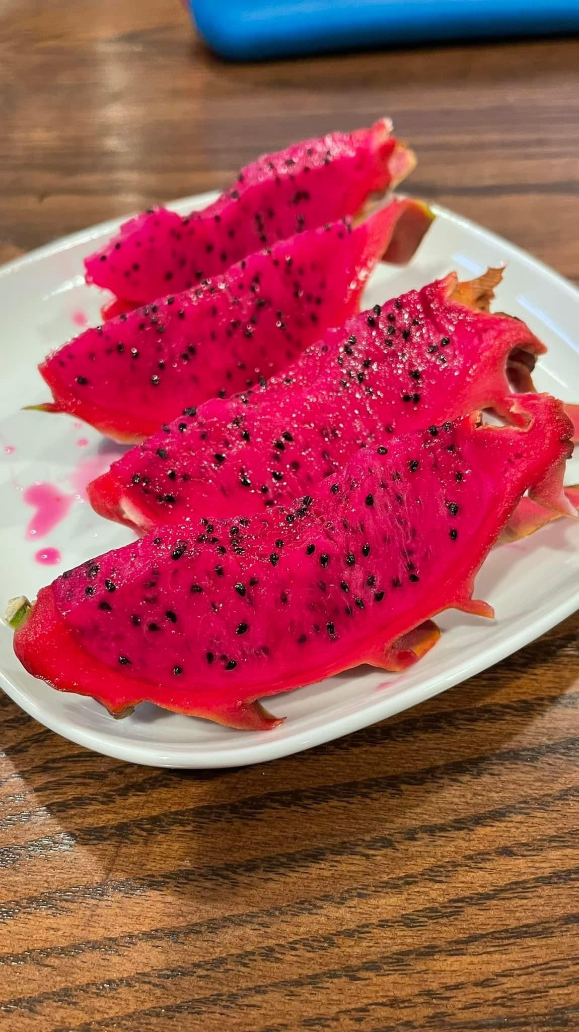 Sour Patch Kids Dragon Fruit Cutting/Plant