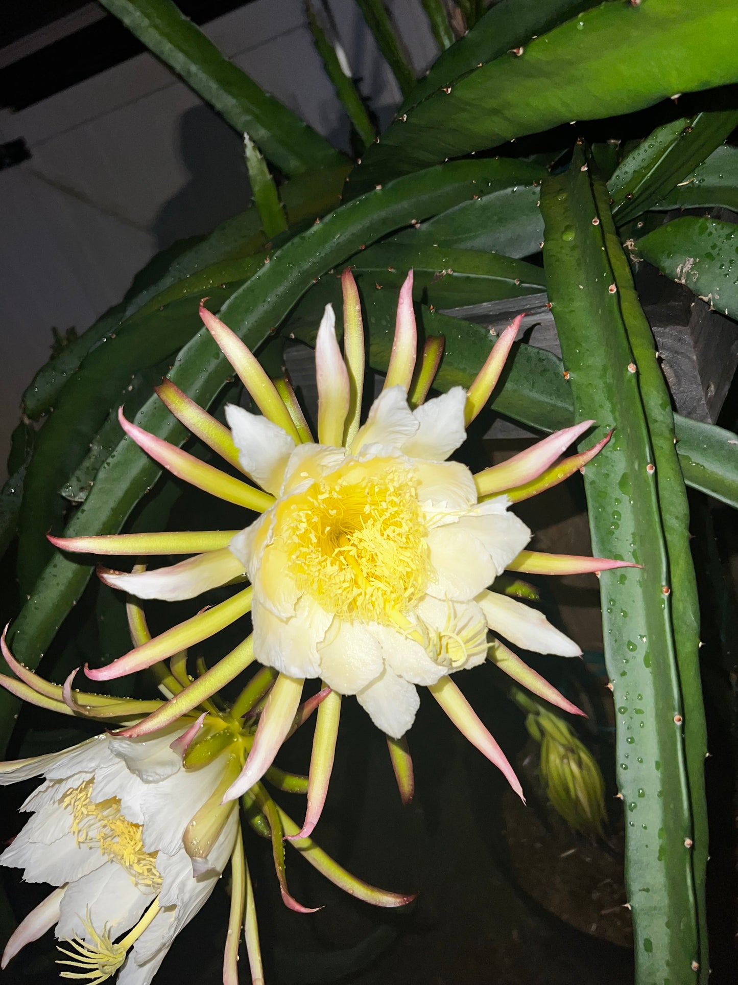 Sugar Dragon S8 Dragon Fruit Cutting/Plant
