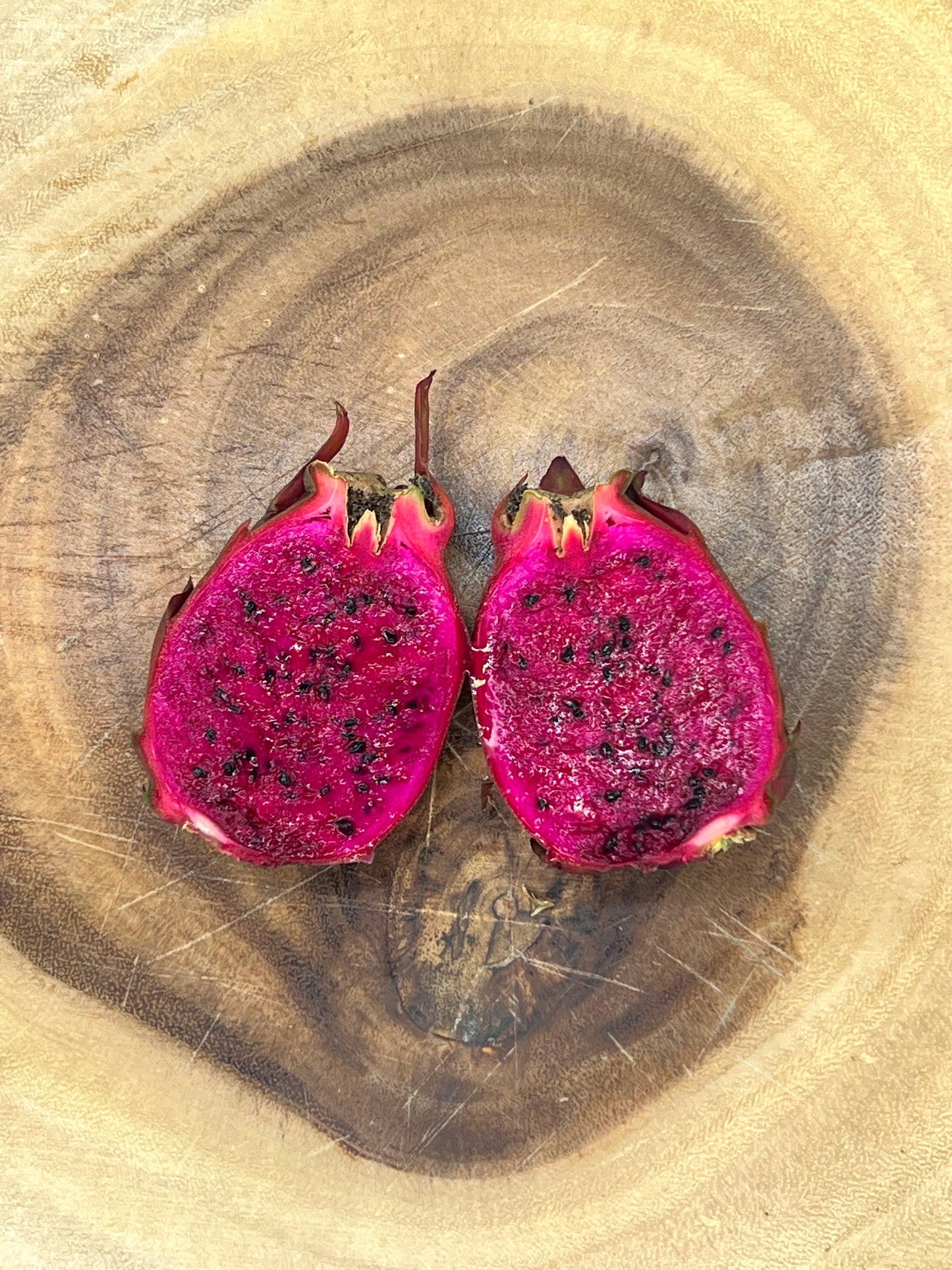 Sugar Dragon S8 Dragon Fruit Cutting/Plant