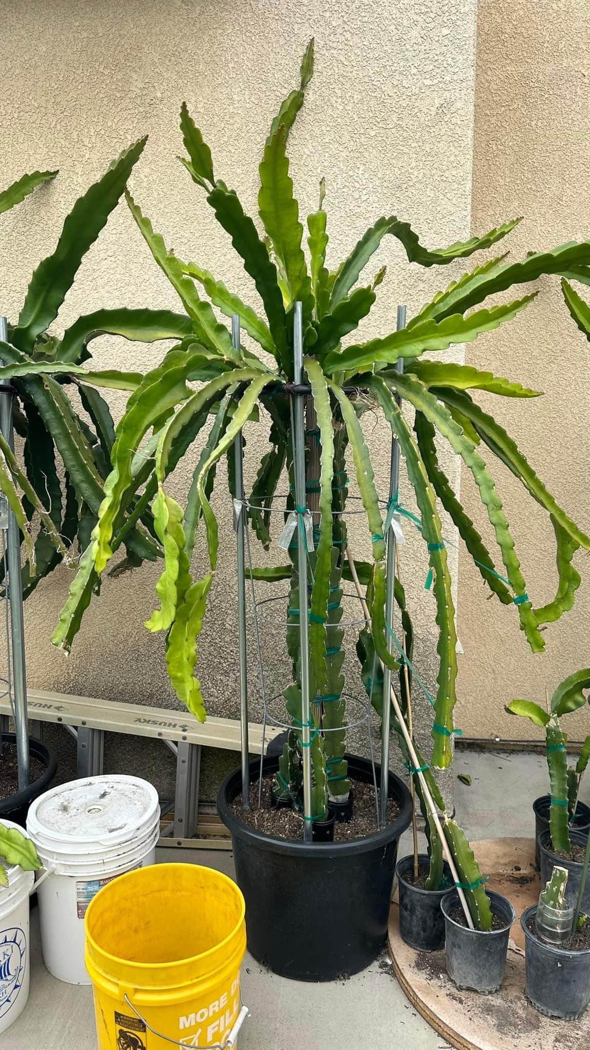 Sour Patch Kids Dragon Fruit Cutting/Plant