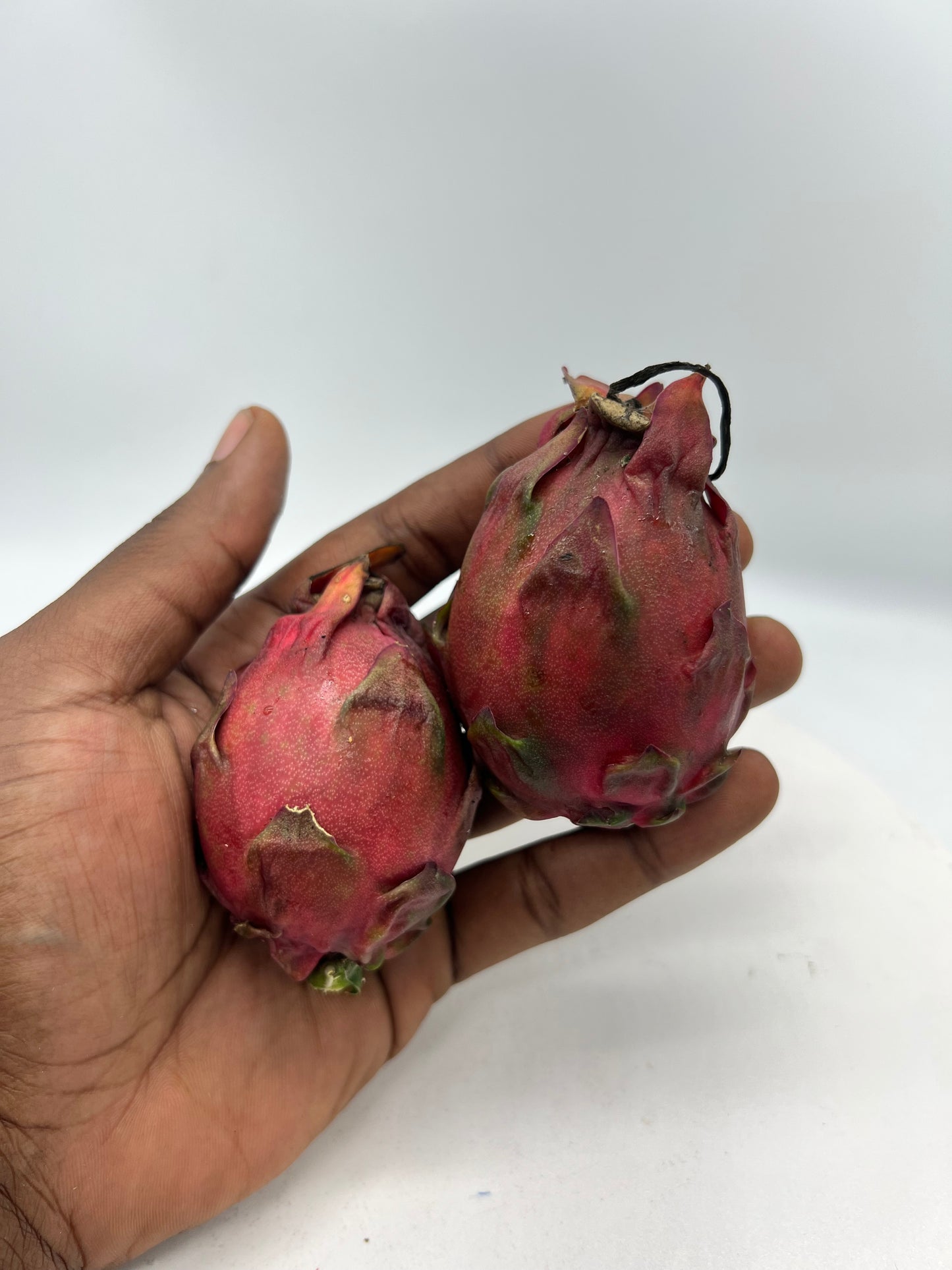 Sugar Dragon S8 Dragon Fruit Cutting/Plant