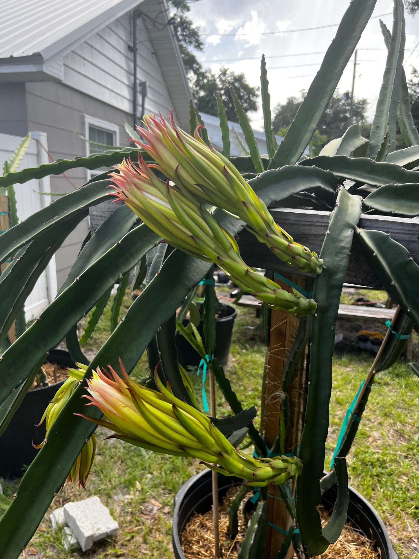 Sugar Dragon S8 Dragon Fruit Cutting/Plant