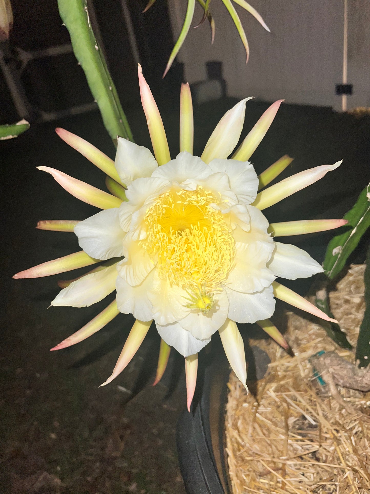 Sugar Dragon S8 Dragon Fruit Cutting/Plant