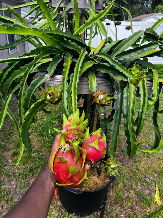 Physical Graffiti Dragon Fruit Cutting/Plant