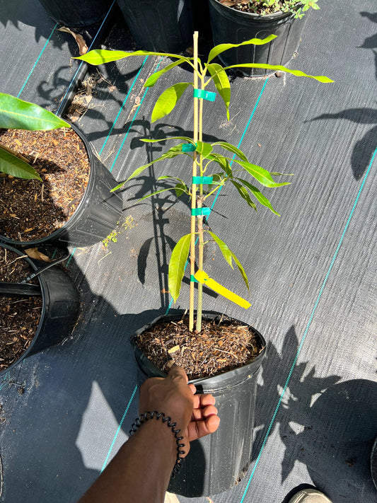 Dwarf Hawaiin Mango